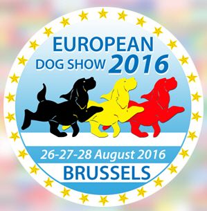 D'Or Wood - Prince William Exclusive Bull 3ème TP en baby à L'European Dog Show