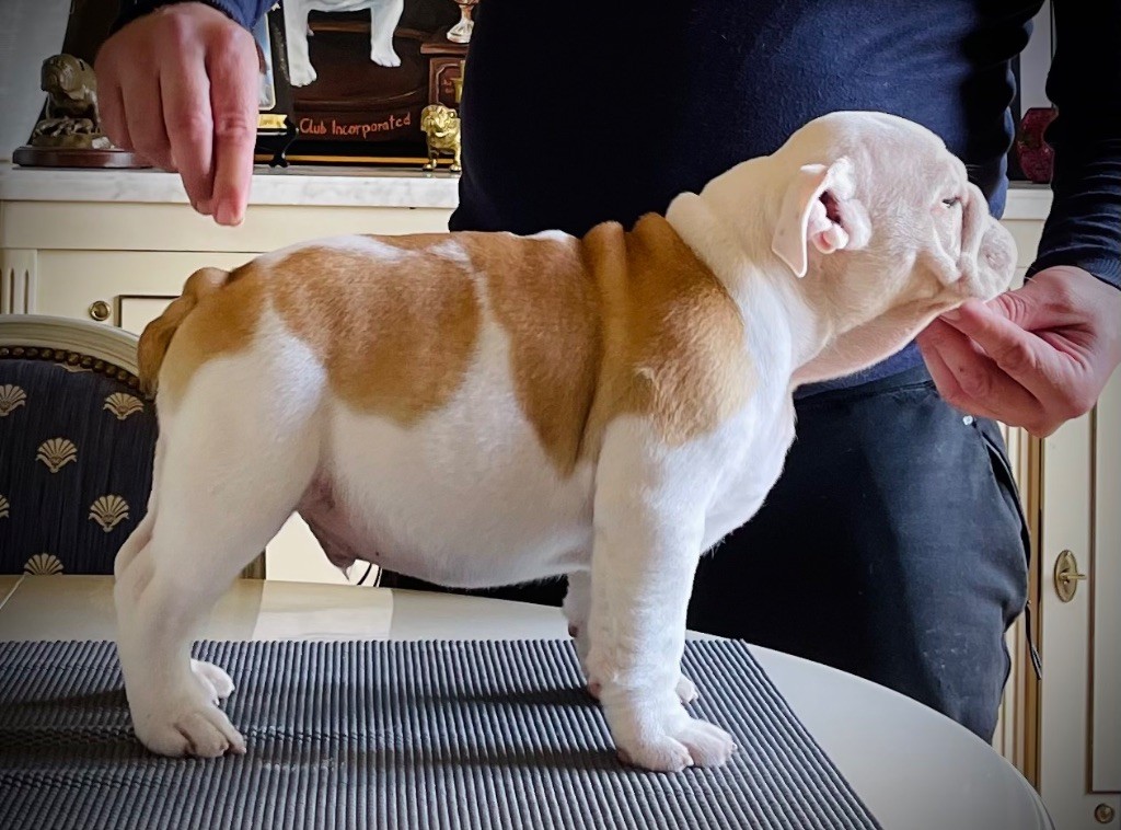 D'Or Wood - Chiots disponibles - Bulldog Anglais