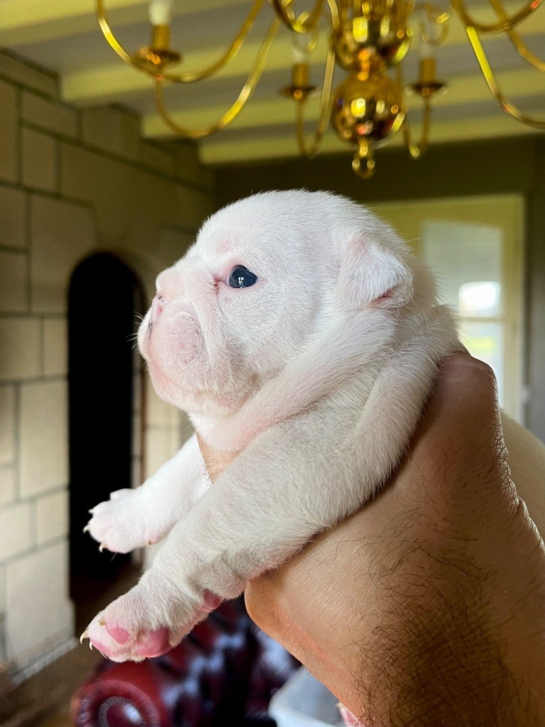 D'Or Wood - Chiots disponibles - Bulldog Anglais
