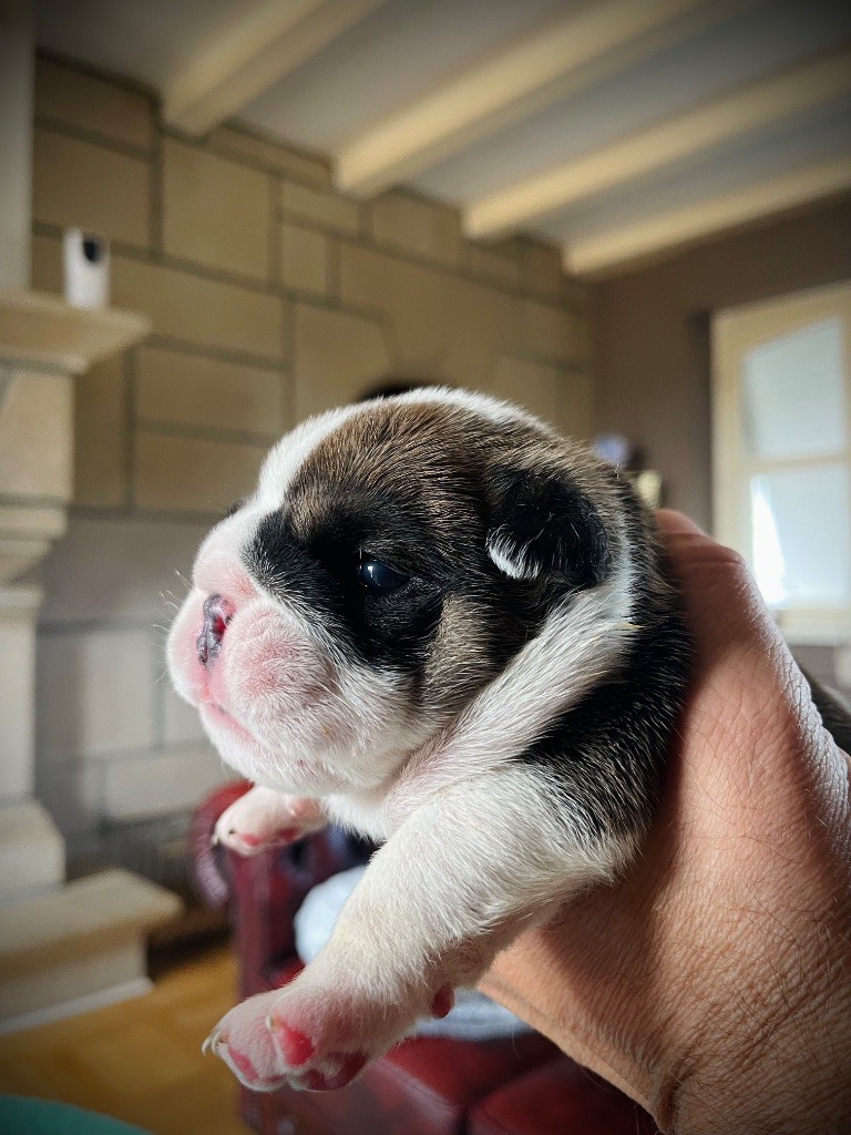 D'Or Wood - Chiots disponibles - Bulldog Anglais