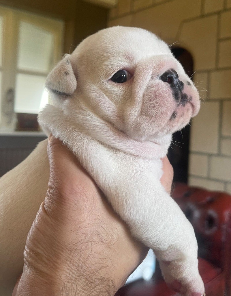 D'Or Wood - Chiots disponibles - Bulldog Anglais