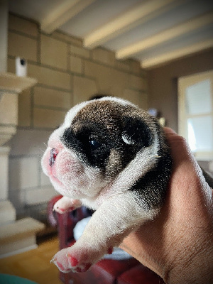 CHIOT 2