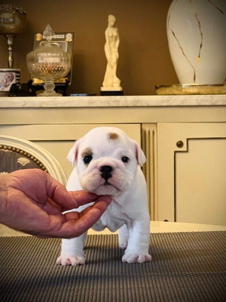 D'Or Wood - Chiots disponibles - Bulldog Anglais