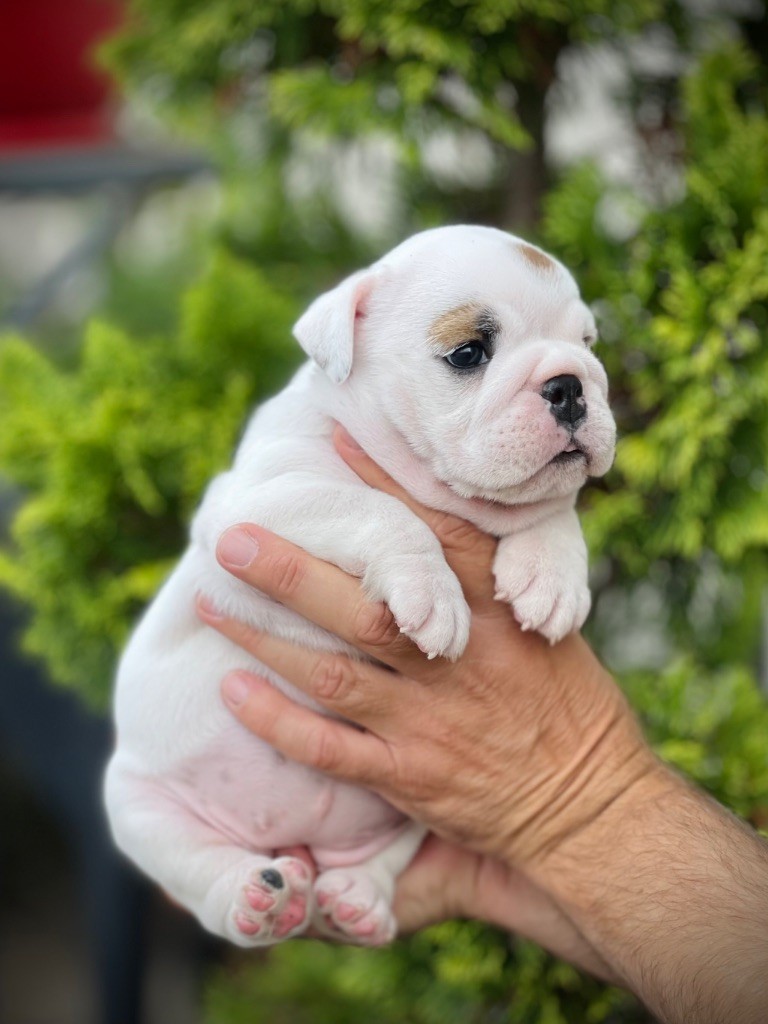 D'Or Wood - Chiots disponibles - Bulldog Anglais