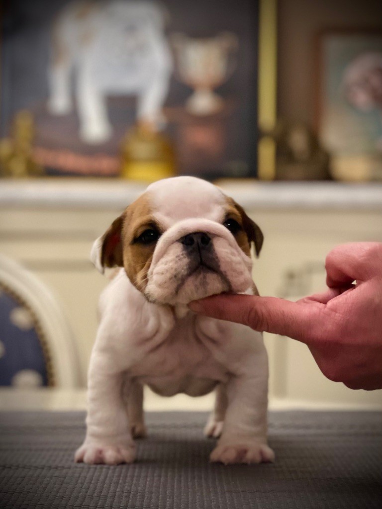 D'Or Wood - Chiots disponibles - Bulldog Anglais